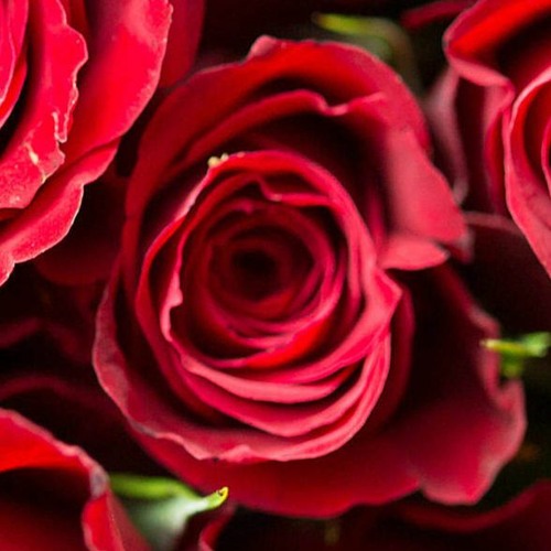 Roses
