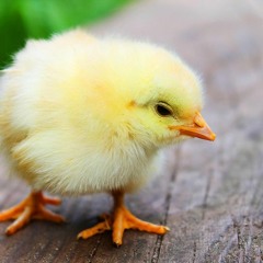 Theme Instrumental [Playful] - นบสบจะจบ Lovely Writer