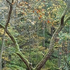 Vášeň pro básně - Vinsen