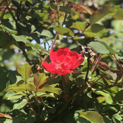 Your Day ( ft. Jai lo K & Schatzi)