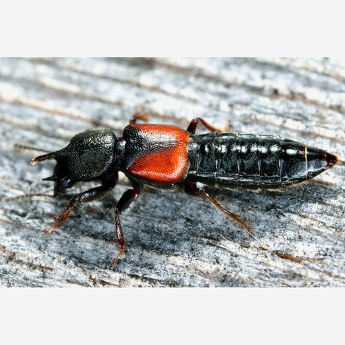 hk_calm-steady_tracks_422