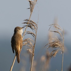 Great Reed Warbler - MixPre - 6472