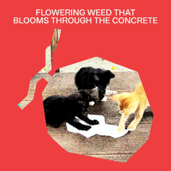Blooming Through Concrete (Snap)
