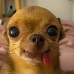 em nghi xin phép a cẩn up nghe đi ngủ á