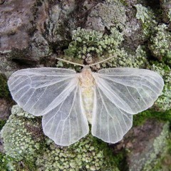 .im a unicorn and i have horns :P