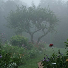 sobre el muro del jardín (cover instrumental)