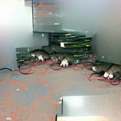 Rats In The Server Room