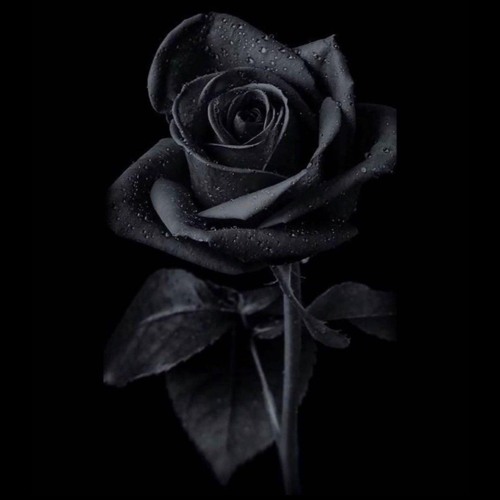 DEADLY - Black Rose