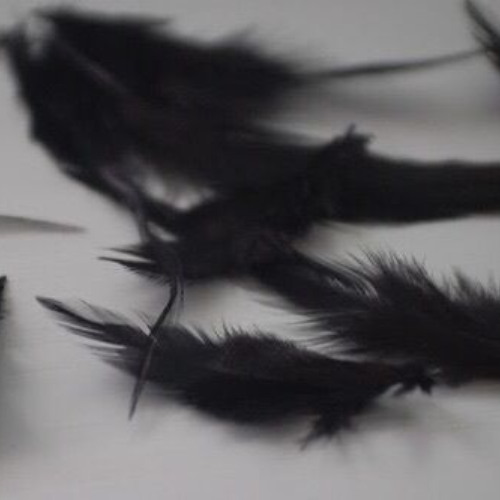 Nova Jwest - dead feathers(2021)