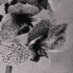 Tzara - Pray ( Italy - 1983 )