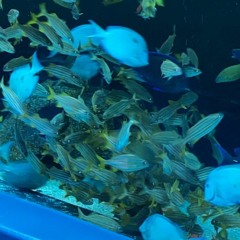 gboysteppa w A$-Feelin This