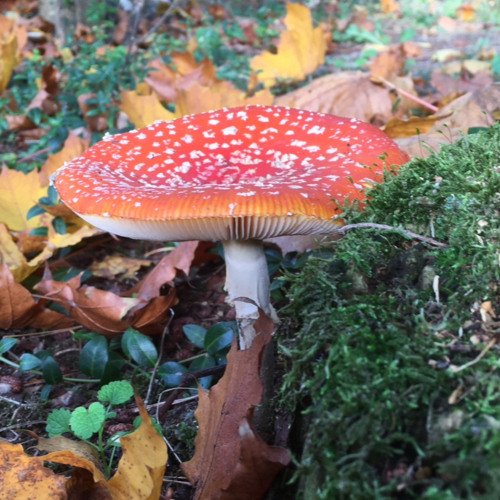 Waldquerlauf