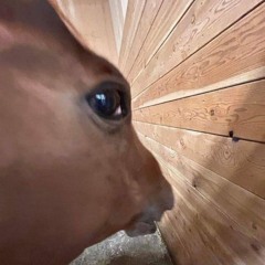 Hufleiden (SchranzRemix)