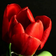 Efflorescence