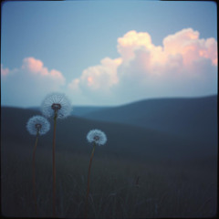 Dreamweaver's Embrace
