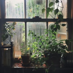 自然催眠·风吹树叶白噪音