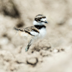 Panhandle Afield: Wildlife Babies