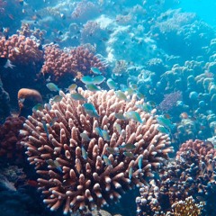 Korallen in der Krise