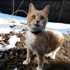 Stuck On A Twig (Stuck On You Parody) Feat. Lion-O