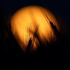 Feel My Vibe | Moonlight Dream