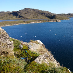 Colonie d'oiseaux marins à Niviaq (68.57623°N, 52.34829°W)