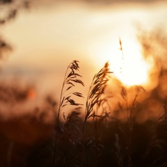 Tall as Grass in a Field