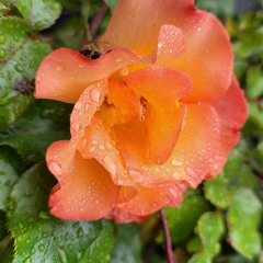 Helios Ruined My Trip