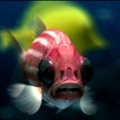 Set Sammy The Salmon (Tech House)