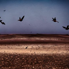 Raven (Original Mix)