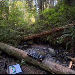 melodic house mix in the PNW