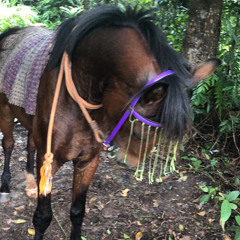 Fidel - International love😎🎶