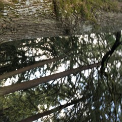 In The Pines (Remix) - 1:19:20, 5.43 PM