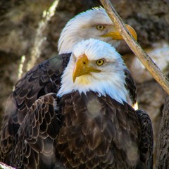 Spring Raptor Migration in Northern Minnesota