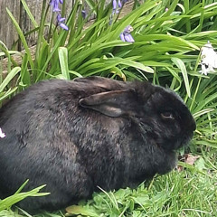 happy rabbit!