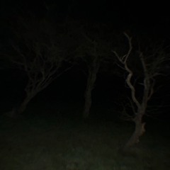 Dracula (slowed) Tame Impala