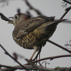 The Darkling Thrush by Thomas Hardy