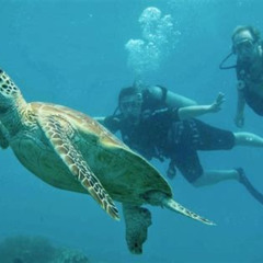 Best Ocean Freedom Great Barrier Reef Personal Luxury Snorkel Dive Cruise Cairns Tours Review