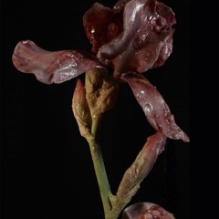 tired of lary (bloom)