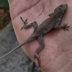 pa limpiar o hacer algo