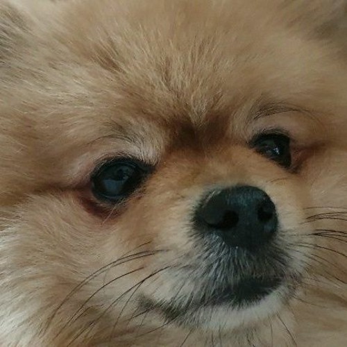 Quinsha, E:nes, Krai V - QEK