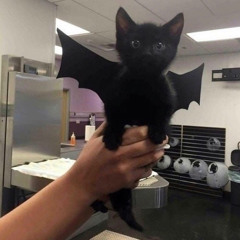 Sebi (Prod Smash29k)