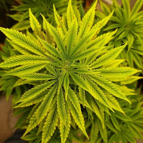 Rogne Thin🌴Sap🌴 ..wav🔥