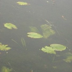 Wise Enemy (feat. Ingeborg Aas Nerland) Demo