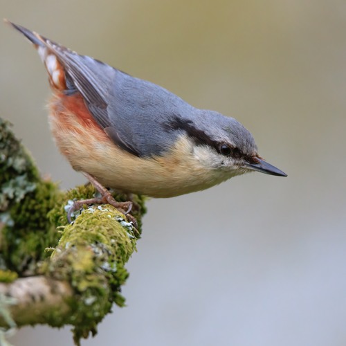 Nuthatch Song - MixPre - 6290