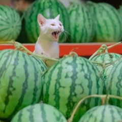 279Tyler X Melonhead - LemmeCatchThaBeat