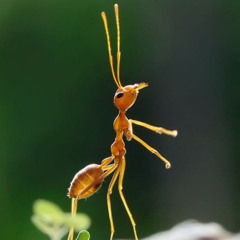 THE ANTS