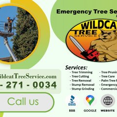Emergency Tree Services Marana, AZ