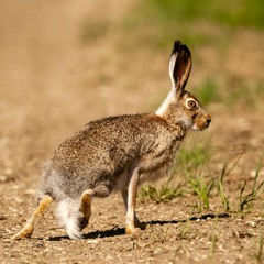 Panhandle Afield: Jackrabbits