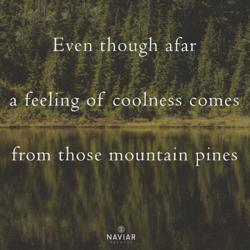 Mountain Pines [naviarhaiku575]