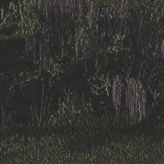 i saw you in the garden (ME)